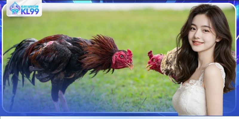 Cách xem đá gà trực tiếp không bỏ sót