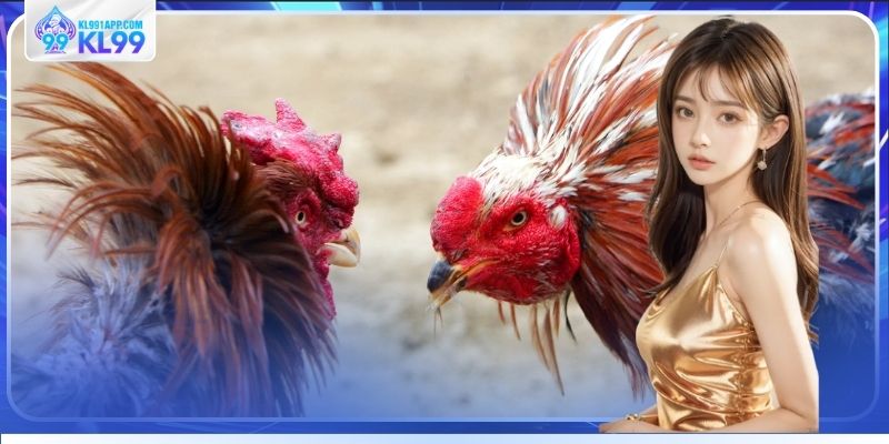 Cách xem đá gà trực tuyến