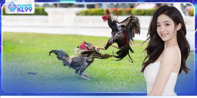 Chọn kèo đá gà dễ thắng cần quan sát kỹ