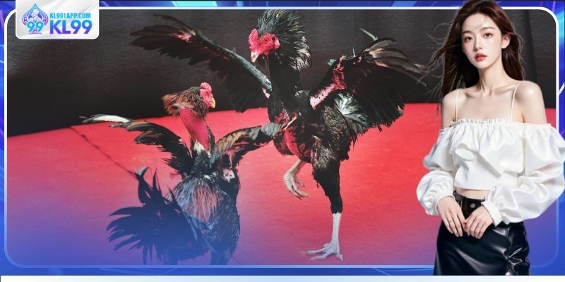 Đá gà KL99 đầy kịch tính hấp dẫn