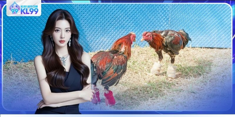 Đá gà thomo trực tiếp hôm nay mới nhất cực hấp dẫn