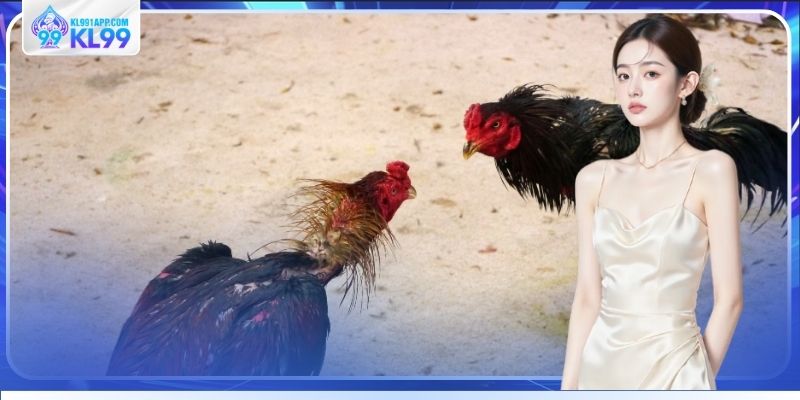 Kinh nghiệm theo dõi trận đấu chiến kê