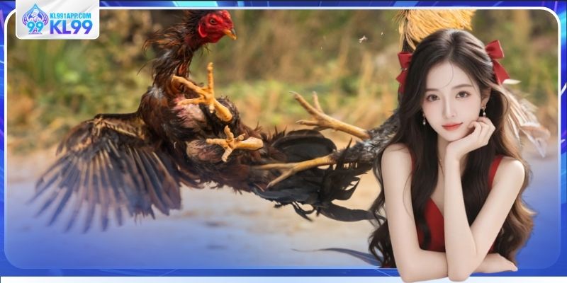 Quan sát chiến kê thi đấu để chọn kèo