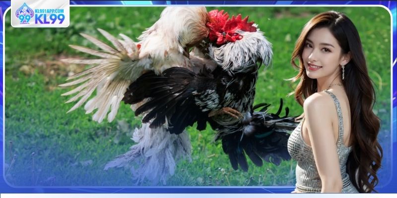 Xem đá gà Campuchia trực tuyến hấp dẫn